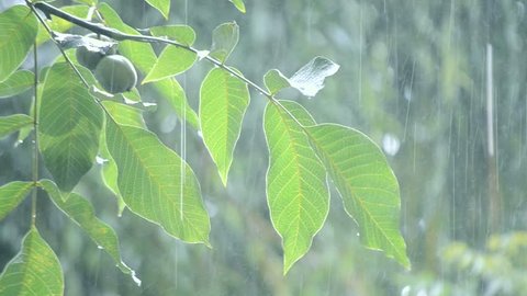 Heavy rain shower downpour cloudburst rainfall comes in daytime. Rain drops dripping on big green leaves and fetus of the tree Walnut close-up. Background concept rainy driving pouring rain with sound
