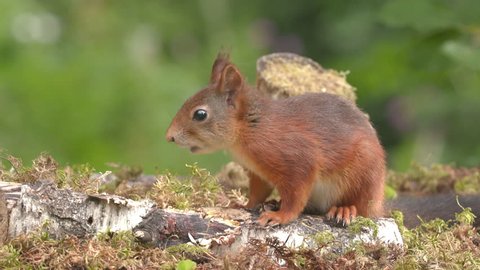 red squirrel animal feed on ground distant lift head standing side view