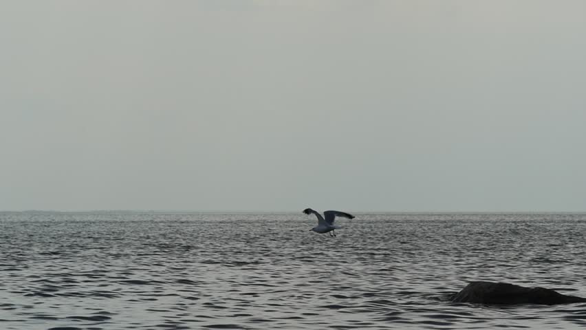 Baltic Seagull In Flight Image Free Stock Photo Public Domain Photo 