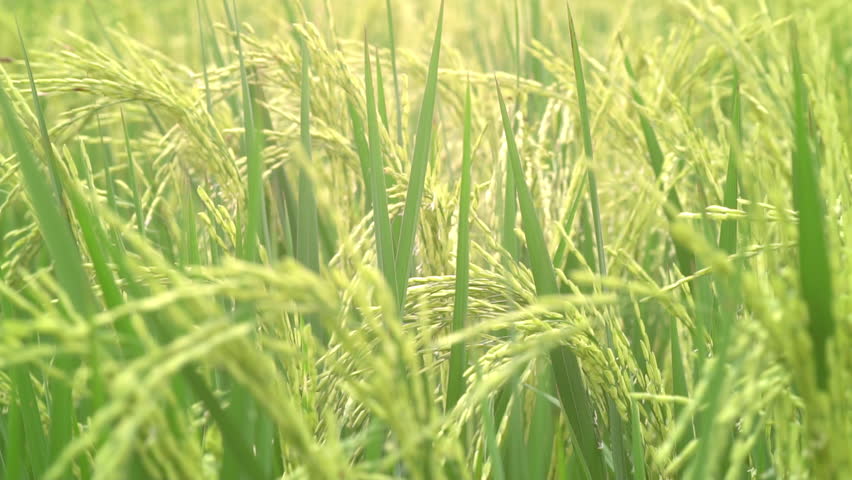 Slow motion Jasmine rice species See the wind swaying movement has caught the ears of grain ready to harvest. Feel the search for relaxation. The concept of agricultural cultivation, an Industrial Video by supawat bursuk