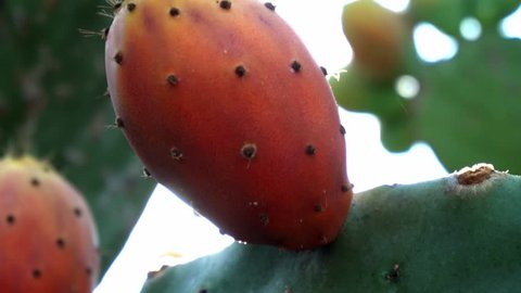 ripe Opuntia sabra nopal cactus fruit prickly pear in the sun growing on the cactus plant 