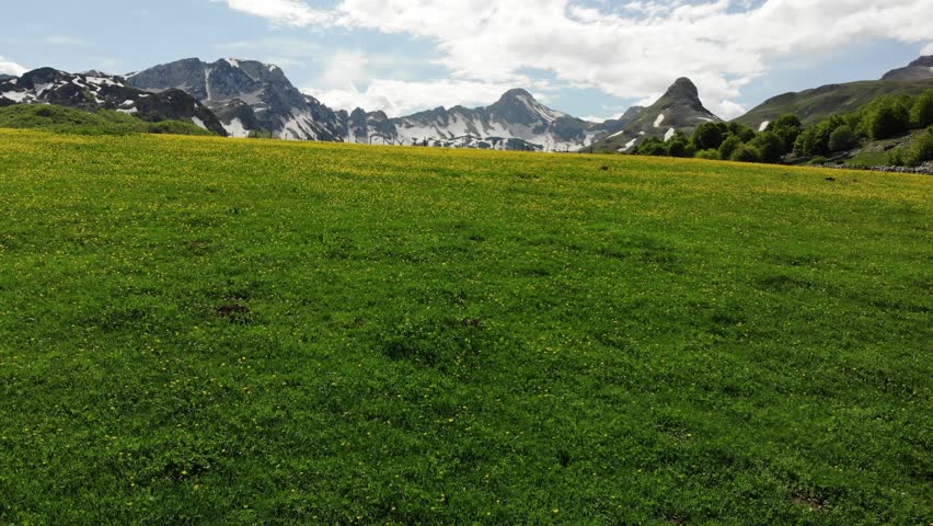Flight over yellow blooming meadow in mountains
