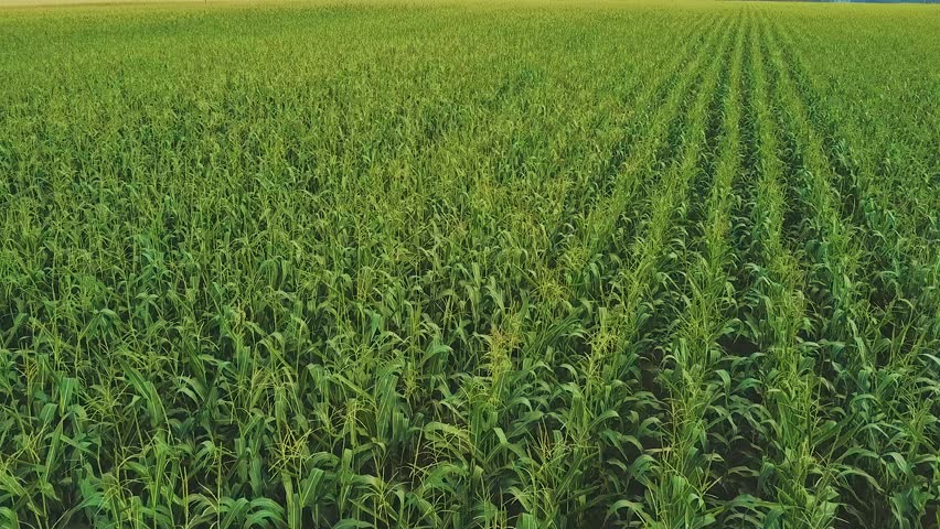 Corn Green Field. Aerial Drone Footage. 50p Royalty-Free Stock Footage #1015304347