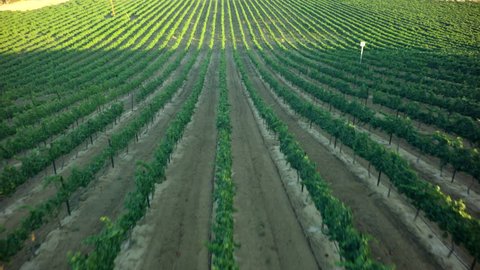 Flying low over a field of grape vine crops in California Wine Country.  Aerial drone view filmed in 4k ultra high definition video format.