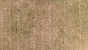 Aerial top down view of dry grass. Drone moving Top down 4k quality