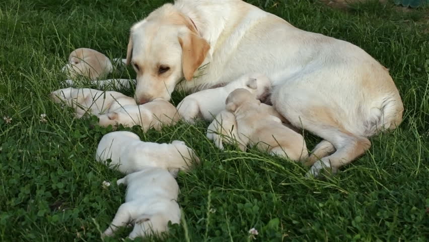 newborn labrador puppies
