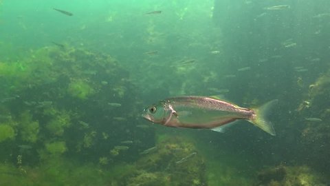 The Bluefish Pomatomus Saltatrix Predatory の動画素材 ロイヤリティフリー Shutterstock