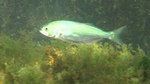 The bluefish (Pomatomus saltatrix). Predatory fish, the Black Sea. Young fish hunt near the shore