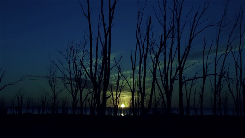 Sun Setting behind the Trees in the Forest. Blue Dark Tone.