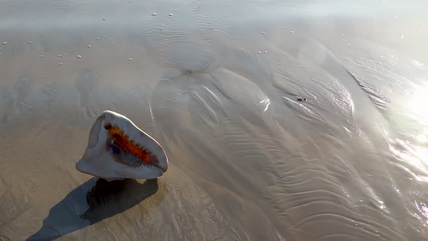 Sea shell on sand and waves