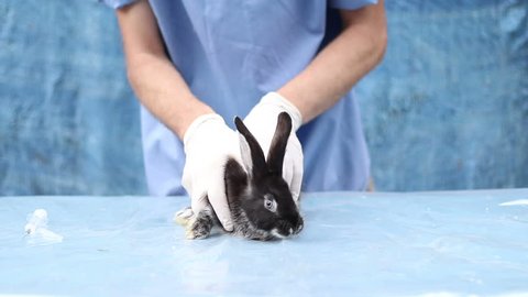 Animal vet hospital, Domestic animals in veterinary clinic. Vet survey the rabbit. Vet services. Veterinarian for pets. Pet hospital, Healthcare and medicine. 