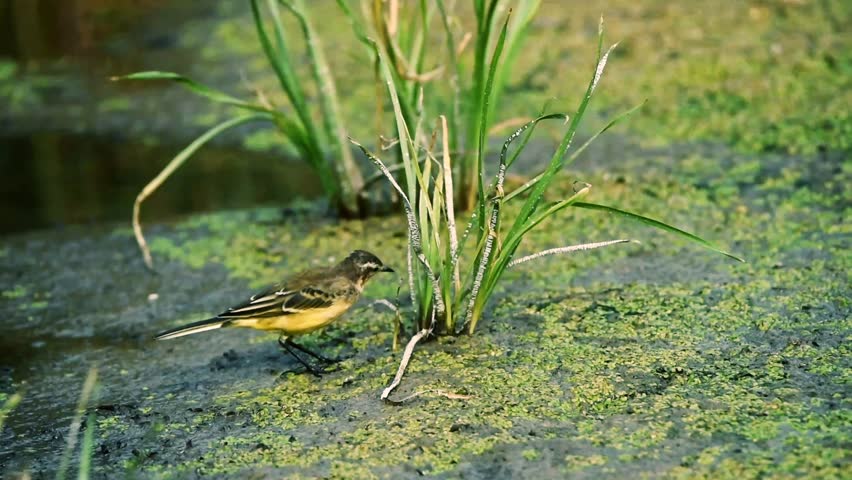 Western Yellow Wagtail or Motacilla flava on ground