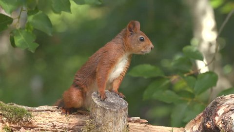 red squirrel animal standing behind tree stump fast moving head watching turn towards camera