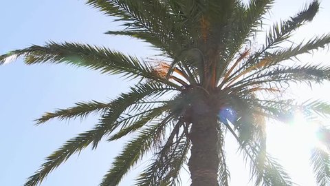 Sun Back Light Date palm tree in north Africa