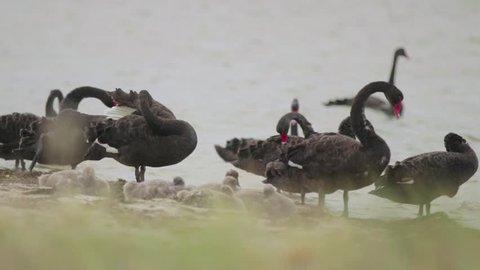 A group of black swans preening and protecting their young cygnets at the waters edge on the beach.