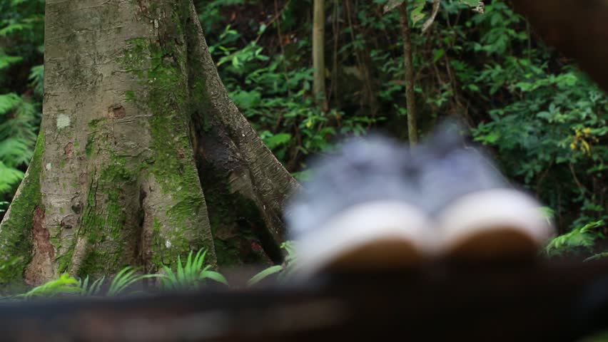 Shoes on wood at Green tree fern in rain forest area in water fall at natural park. 