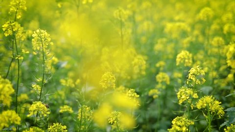 Mustard flowers. Mustard \x96 mystical flower of happiness and health.