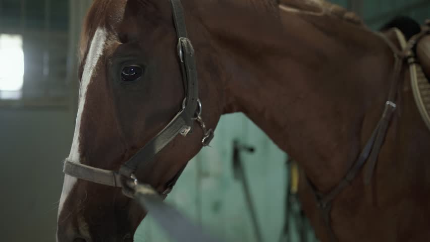 A young woman fastens belts on horse saddle