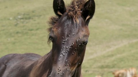 close-up of the head of a black horse with flies