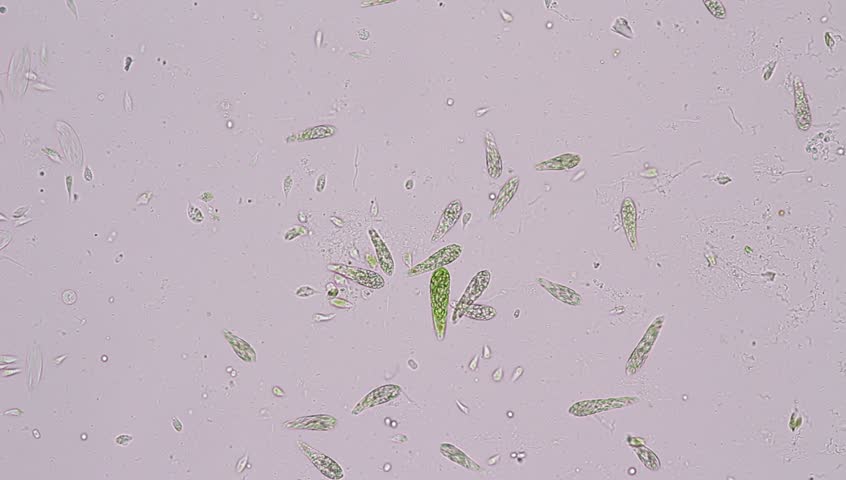 Euglena is a genus of single-celled flagellate Eukaryotes under microscopic view for education. | Shutterstock HD Video #1015343839