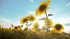 beautiful sunflower Helianthus lifestyle field of yellow flowers on a background of blue sky landscape. slow motion video. a lot of sunflower - a large field of agriculture. collection of biomass oil