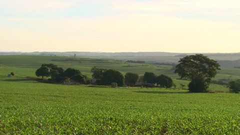 Pan to left from a group of trees to the young cornfield landscape