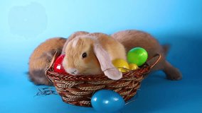 Easter bunny lop rabbit with eggs on basket.