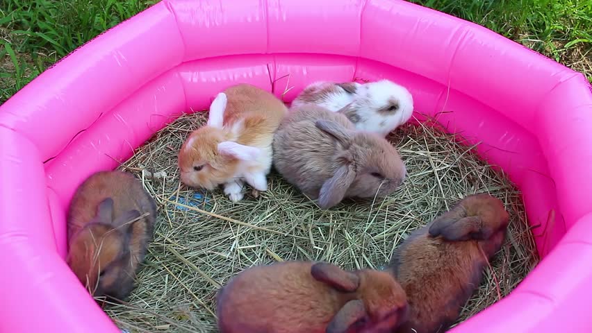 baby bunnies playing