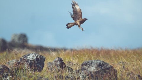 SUPER SLOW MOTION, CLOSE UP, DOF: Amazing Chimango Caracara bird sitting on a rock and takes off. Big buzzard bird flies up into the sky in sunny Easter Island, Chile. Bird of prey flying over meadow