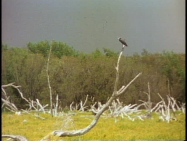 EVERGLADES NATIONAL PARK, FLORIDA, 1978, bird perched on limb of dead tree