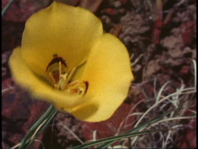 PETRIFIED FOREST NATIONAL PARK, ARIZONA, 1978, Blossoms, close up yellow flower