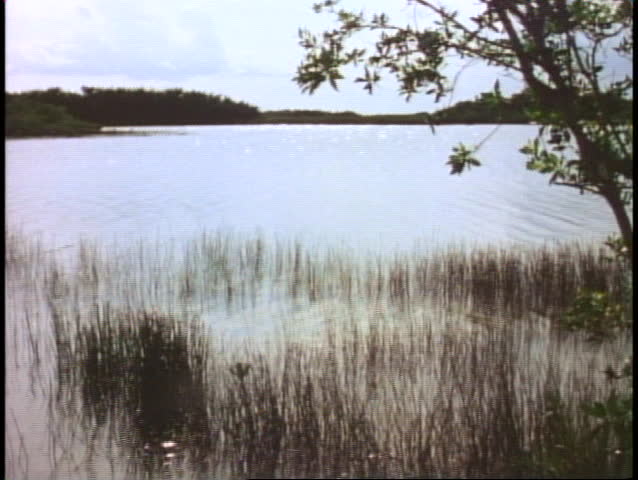 EVERGLADES NATIONAL PARK, FLORIDA, 1978, wide shot, pond, reeds, silhouette