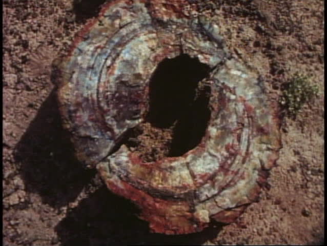 PETRIFIED FOREST NATIONAL PARK, ARIZONA, 1978, stone log, agate color jewel-like