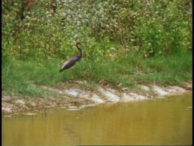 EVERGLADES NATIONAL PARK, FLORIDA, 1978, bird walks by in pool, medium shot
