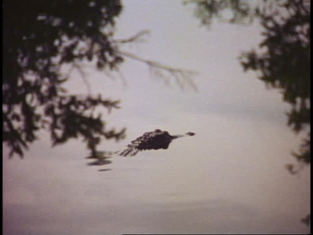 EVERGLADES NATIONAL PARK, FLORIDA, 1978, alligator, head barely above water