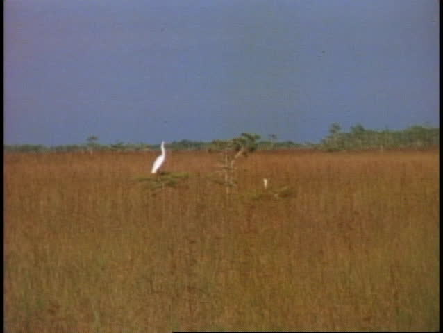 EVERGLADES NATIONAL PARK, FLORIDA, 1978, saw grass, bird standing alone