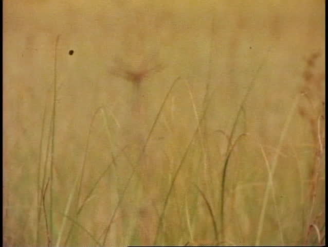 EVERGLADES NATIONAL PARK, FLORIDA, 1978, follow focus onto close up of dragonfly