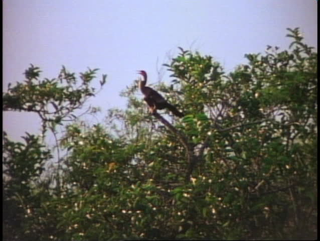 EVERGLADES NATIONAL PARK, FLORIDA, 1978, bird in tree, medium shot
