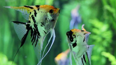 Several fishes swim among green seaweeds in aquarium