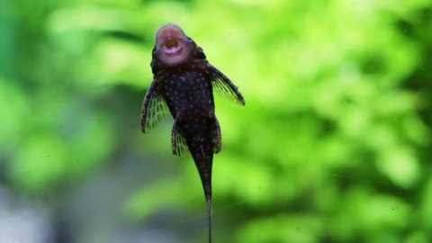 Aquarium Fish Plecostomus Cleans The Video De Stock 100 Libre De Droit Shutterstock