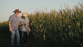 Two farmers in a corn field check the quality of corn plants. Video at sunset