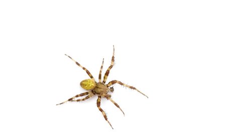 funny spider running around on white isolated screen background