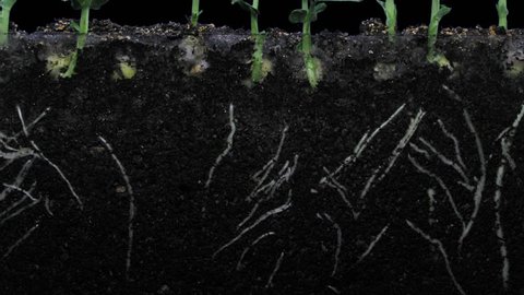 Time-lapse of growing pea vegetables 4b3 in PNG+ format with ALPHA transparency channel isolated on black background
