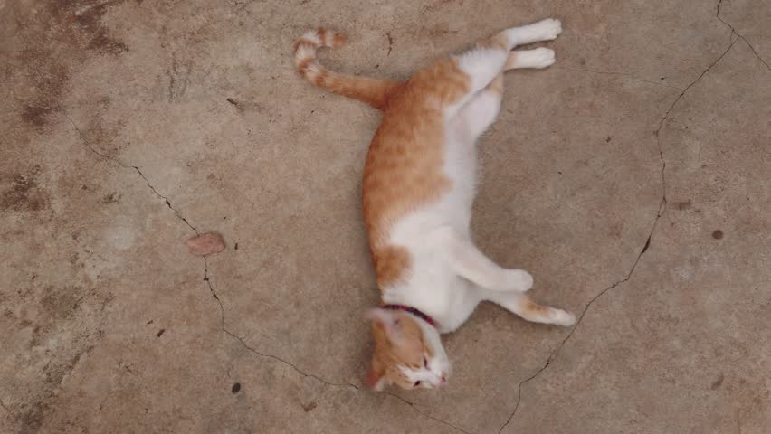 Cat rolling on the cement floor