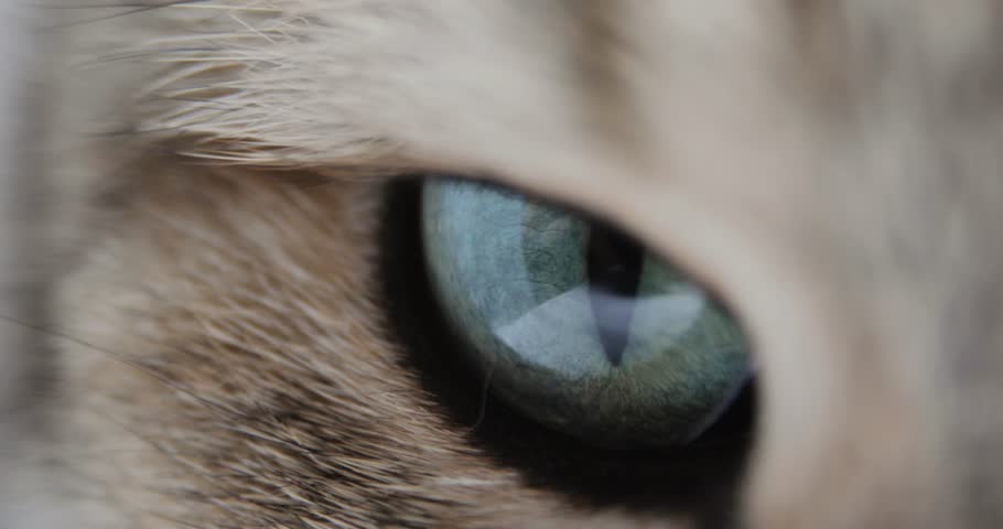 Close-up Of Cat