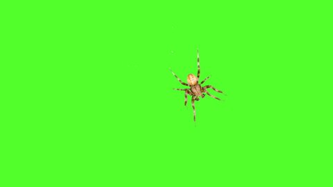Bug spider runs around the screen on a green background. One click selection and overlay in the video editor