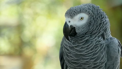 Red-tailed monogamous African Congo Grey Parrot, Psittacus erithacus. Companion Jaco is popular avian pet native to equatorial region. Exotic bird in tropical forest.