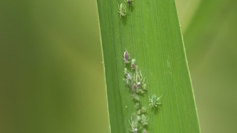 Insect macro: aphid sits on green cane leaf, which staggers in wind. Aphids are among the most destructive insect pests on cultivated plants
