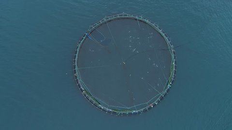 AERIAL, TOP DOWN: Flying above a large pool full of salmon on fish farm in scenic Faroe Islands. Cinematic shot of circular cage containing countless fish jumping out of the sea and splashing water.