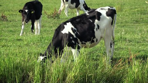 4K. Cows on livestock farming. Cows grazing on green meadow in Edam, Netherlands. Dutch landscape-Adrian